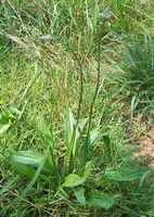 English Plantain.jpg (44365 bytes)