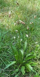 English Plantain2.jpg (48275 bytes)