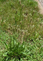 English Plantain3.jpg (67613 bytes)