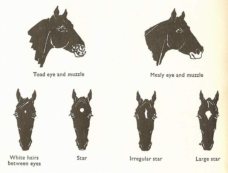 Horse Face Markings Chart