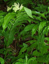False Solomon Seal.jpg (58580 bytes)