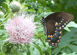 Female Tiger Swallowtail08-19a.jpg (59242 bytes)