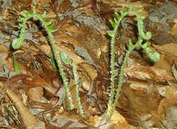 Fern Fiddleheads0410a.jpg (63935 bytes)