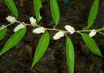 Fetter-Bush Leucothoe axillaris.jpg (112939 bytes)