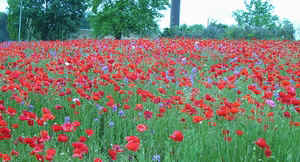 Field of poppies.jpg (71214 bytes)