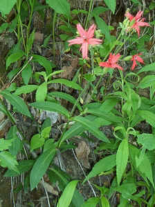 FirePink508b.jpg (91573 bytes)