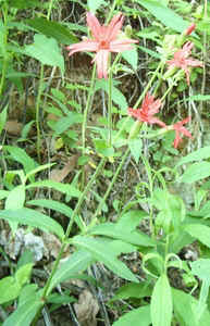 FirePink508c.jpg (80913 bytes)