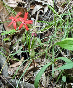 FirePinkb.jpg (112538 bytes)