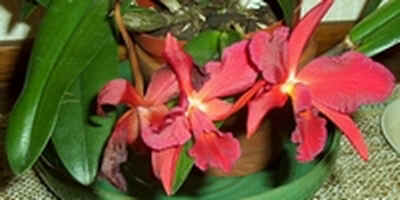 Fire Orchid Houseplant Tryon, NC.jpg (62500 bytes)