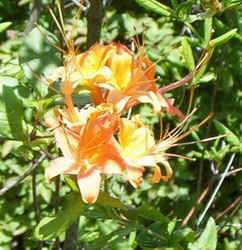 Flame Azalea1.jpg (77036 bytes)