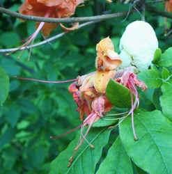 Flame Azalea with glob.jpg (64027 bytes)