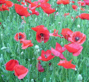 Flanders poppies.jpg (112629 bytes)
