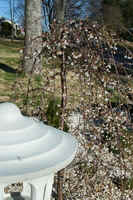 Flowering Cherry Tree Columbus, NC.jpg (37489 bytes)