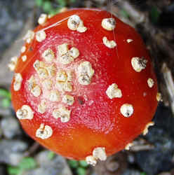 Fly Agaric1004b.JPG (69614 bytes)
