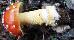 Fly Agaric1004c.JPG (43595 bytes)