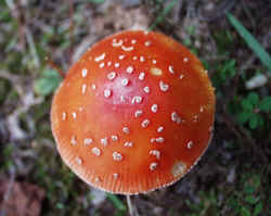 Fly Agaric930b.JPG (50391 bytes)