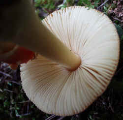 Fly Agaric930d.JPG (54365 bytes)