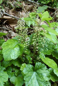 Foamflower.jpg (86290 bytes)