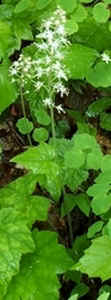 Foamflower0509a.jpg (37882 bytes)
