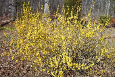 Forsythia Closeup.jpg (166027 bytes)