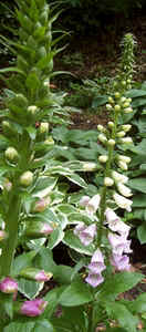 Foxglove1.jpg (56058 bytes)