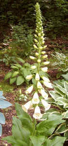 Foxglove2.jpg (59165 bytes)