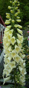 Foxglove3.jpg (41422 bytes)
