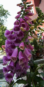Foxglove4.jpg (58944 bytes)