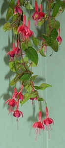 Fuchsia0711.jpg (39939 bytes)