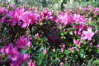 Fusia Azalea  Ericaceae Tryon, NC.jpg (43759 bytes)