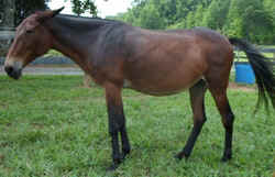 GaitedMule0902.jpg (45825 bytes)