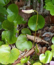 Galax.jpg (59951 bytes)