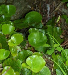 Galax2.jpg (65875 bytes)