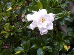 Gardenia.jpg (55143 bytes)