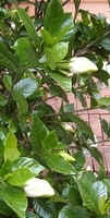 Gardenia Buds.jpg (28179 bytes)