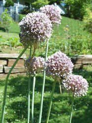 Garlic4.jpg (61155 bytes)