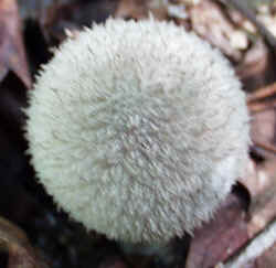 Gem-studded Puffball 1002a.JPG (56675 bytes)