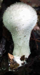 Gem-studded Puffball 1002c.JPG (32222 bytes)