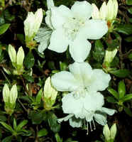 George's Azalia.jpg (47645 bytes)