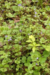 Gil over the ground0506.jpg (63764 bytes)