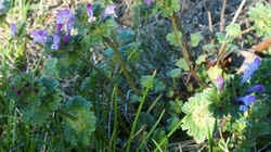 Gill-over-the-Ground1.jpg (47899 bytes)