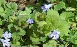 Gill-over-the-ground.jpg (38241 bytes)