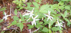 Gillenia trifoliata.jpg (62740 bytes)