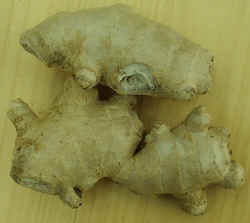 Ginger Root1007.JPG (47271 bytes)