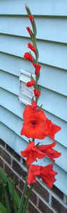 Gladiolus.jpg (32278 bytes)