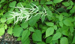 Goat's Beard0518.jpg (50324 bytes)