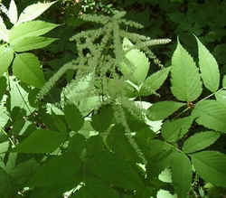 Goat's Beard1.jpg (64168 bytes)