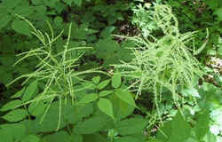 Goat's Beard2.jpg (53067 bytes)