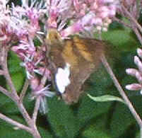 Golden-banded Skipper08-19a.jpg (44523 bytes)