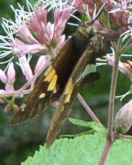 Golden-banded Skipper08-19b.jpg (95977 bytes)